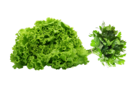 Lettuce, Parsley